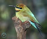 Rainbow Bee Eater 9Y209D-226